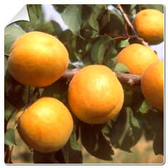Prunus armeniaca
